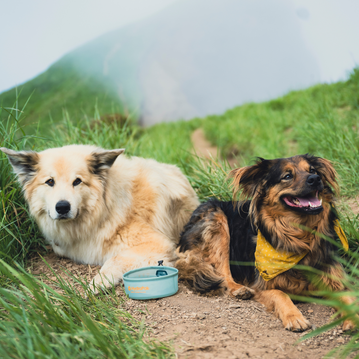 Hydrapak bol pour chien - Plein Air Entrepôt