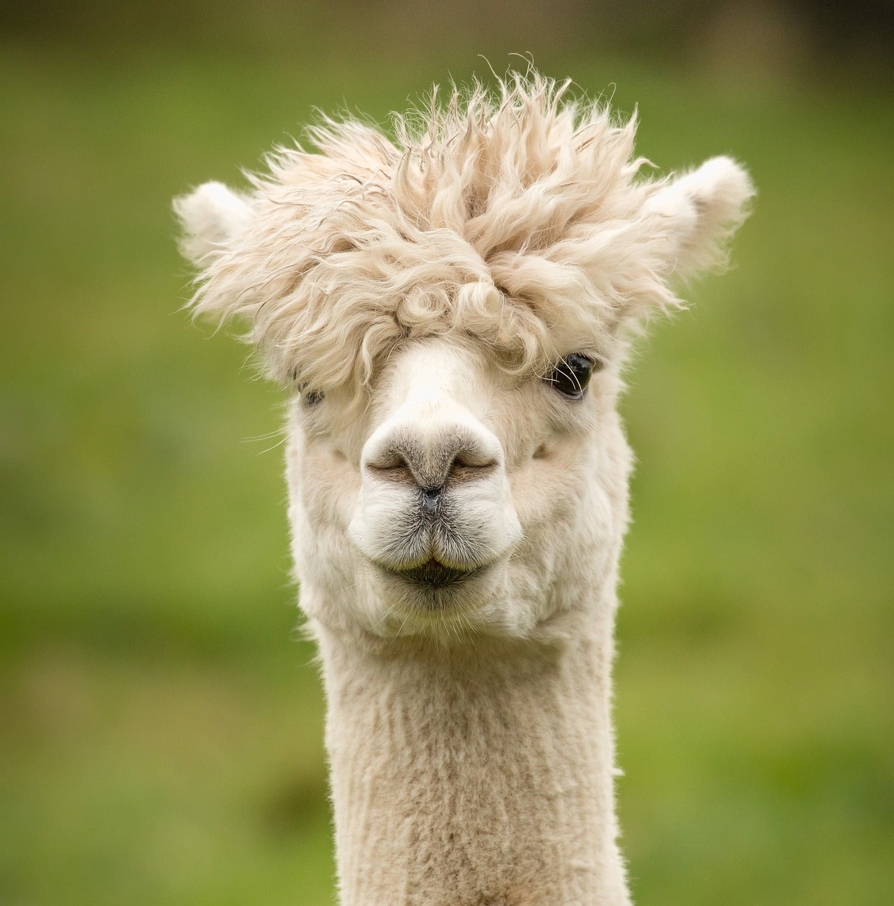 Kombi Alpaca Bas - Plein Air Entrepôt