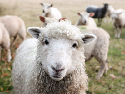 Les 5 raisons de choisir la laine de mérinos