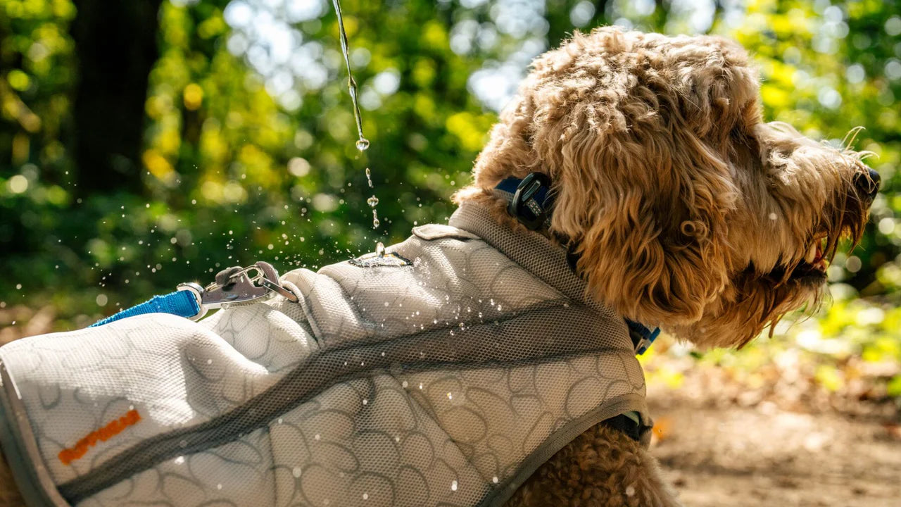 Gilet de chien Ruffwear Swamp Cooler Cooling Dog Vest - Plein Air Entrepôt