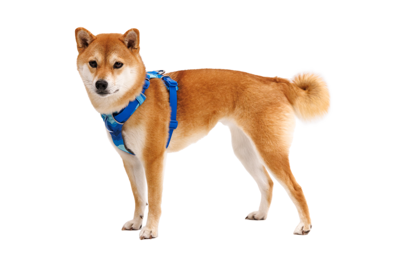 Harnais pour chien Ruffwear Front Range - Plein air Entrepôt