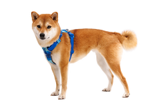 Harnais pour chien Ruffwear Front Range - Plein air Entrepôt