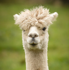 Kombi Alpaca Bas - Plein Air Entrepôt